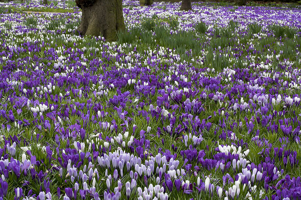 زعفران زینتی